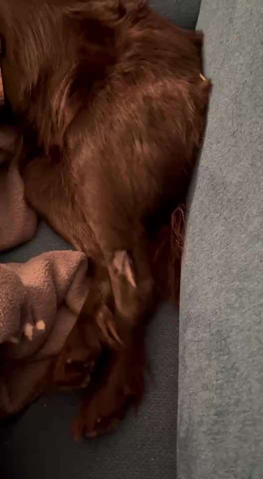 Scheinträchtigkeit?-Beitrag-Bild