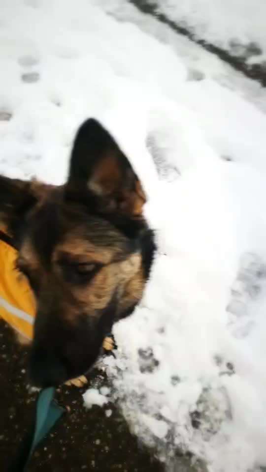 Mein Hund leidet unter sehr starken Verhaltensstörungen-Beitrag-Bild