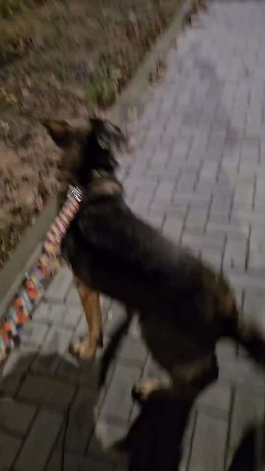 Mein Hund leidet unter sehr starken Verhaltensstörungen-Beitrag-Bild