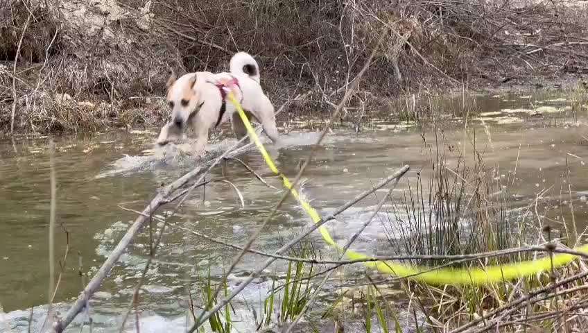 Tierschutzhunde suchen ein Zuhause-Beitrag-Bild