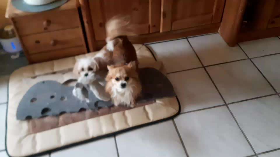 Wo sind die Chihuahua Besitzer ?-Beitrag-Bild