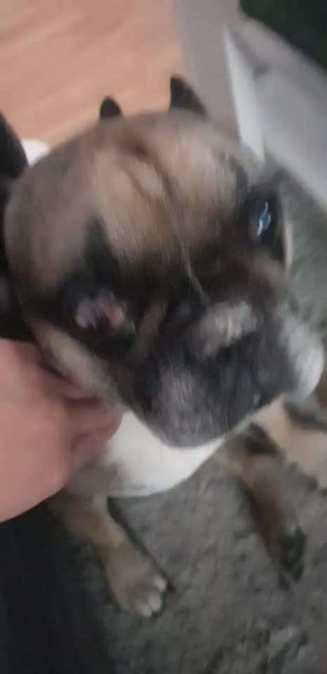Ich bitte um hilfe , es geht um die Auge bei Hund-Beitrag-Bild