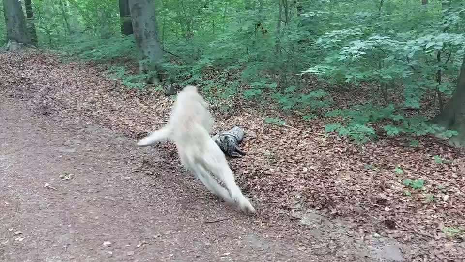 Handyvideochallenge Nr. 26 Gross und Klein-Beitrag-Bild