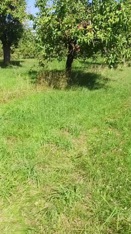 58.Impulskontrollchallenge " Geduld haben !"-Beitrag-Bild