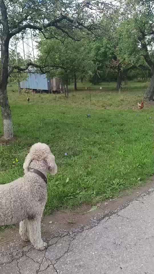 57. Impulskontrollchallenge (Zweiter Anlauf): Tiere beobachten-Beitrag-Bild