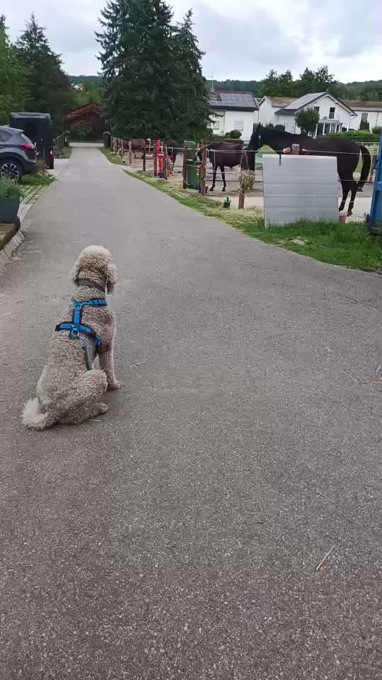 57. Impulskontrollchallenge (Zweiter Anlauf): Tiere beobachten-Beitrag-Bild