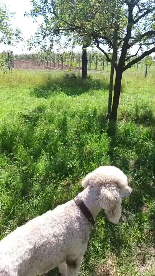 58.Impulskontrollchallenge " Geduld haben !"-Beitrag-Bild