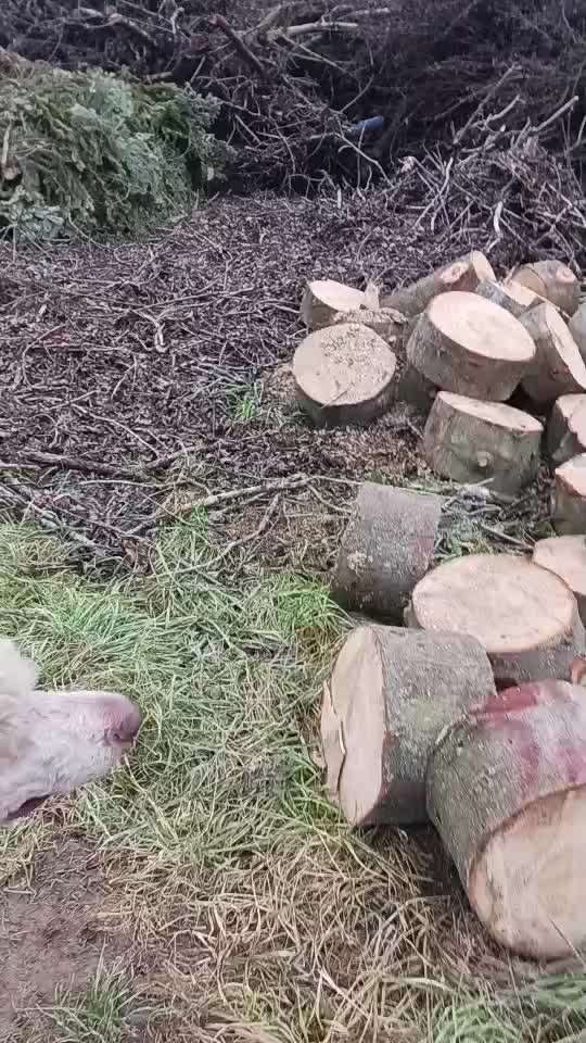 82. Trickspiel : Bleib!-Beitrag-Bild