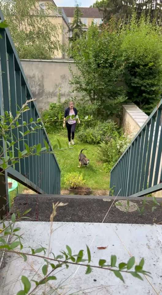 Treppenübung beim Junghund-Beitrag-Bild