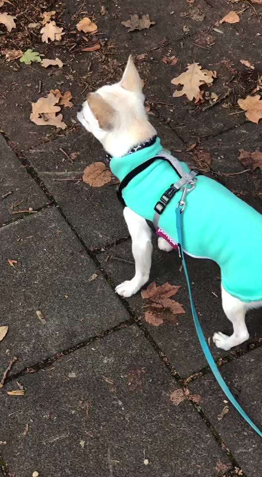 Hundekleidung - Top oder Flop-Beitrag-Bild