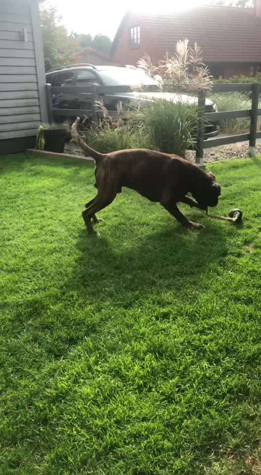 Deutsche Boxer-Beitrag-Bild