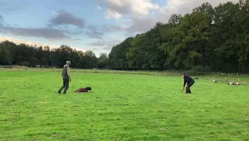 Deutsche Boxer-Beitrag-Bild