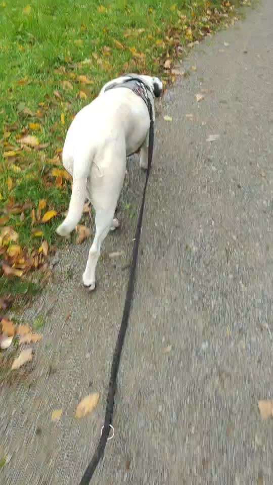 Tierarzt beurteilt meine Hundin als adipös- wie seht ihr das?-Beitrag-Bild