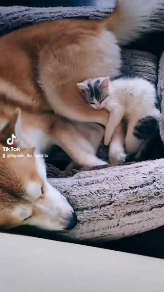 Akita Inu/American Akita (Mix) halter.-Beitrag-Bild