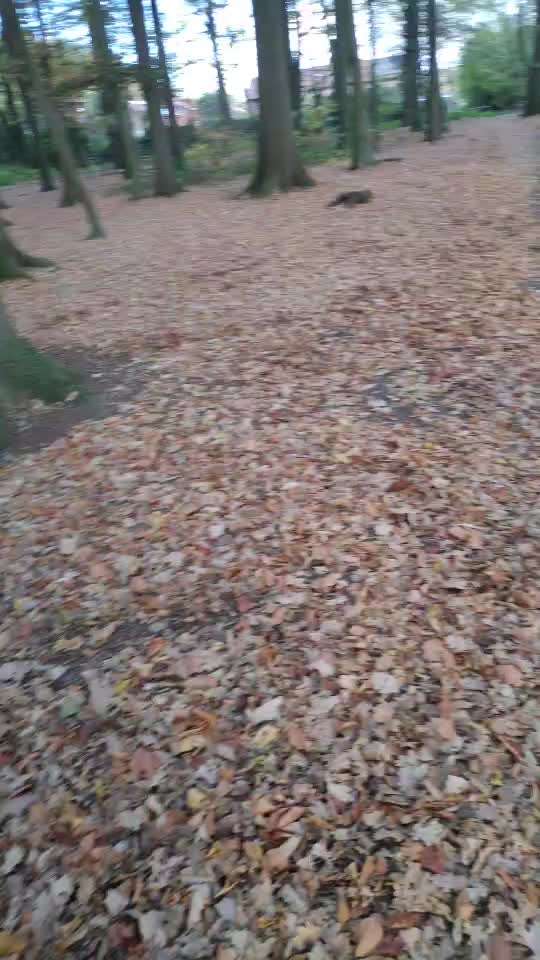 Video Challenge Nr.6
Auf den Spuren der Freiheit🐾🐾-Beitrag-Bild