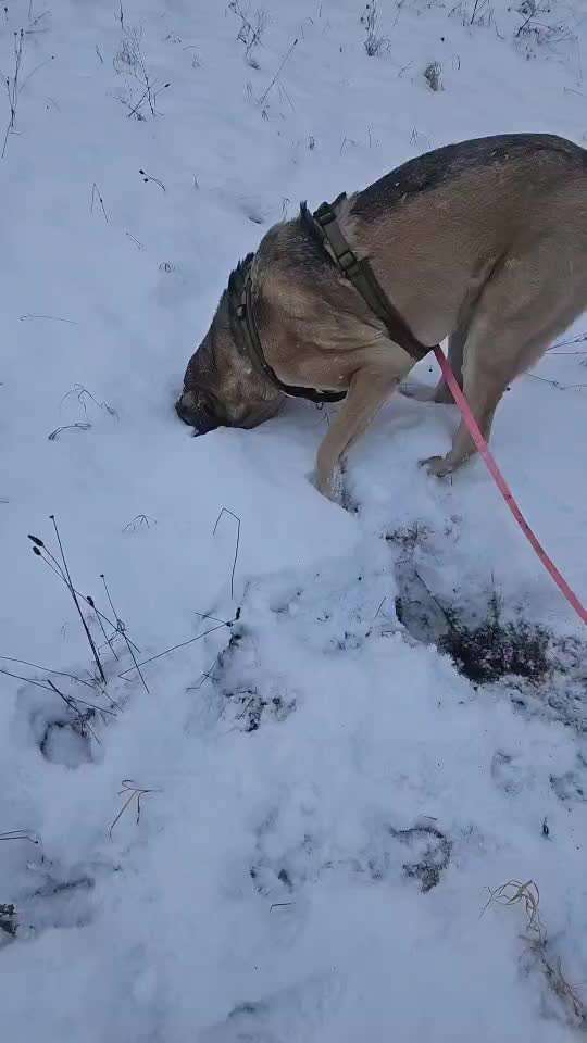Nur die harten kommen in den Garten-Beitrag-Bild