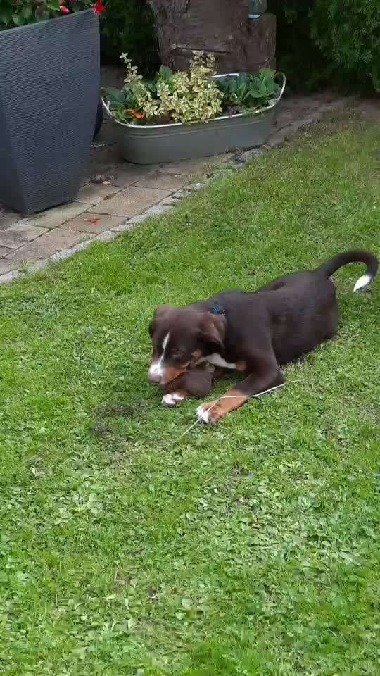 Appenzeller Sennenhunde-Beitrag-Bild