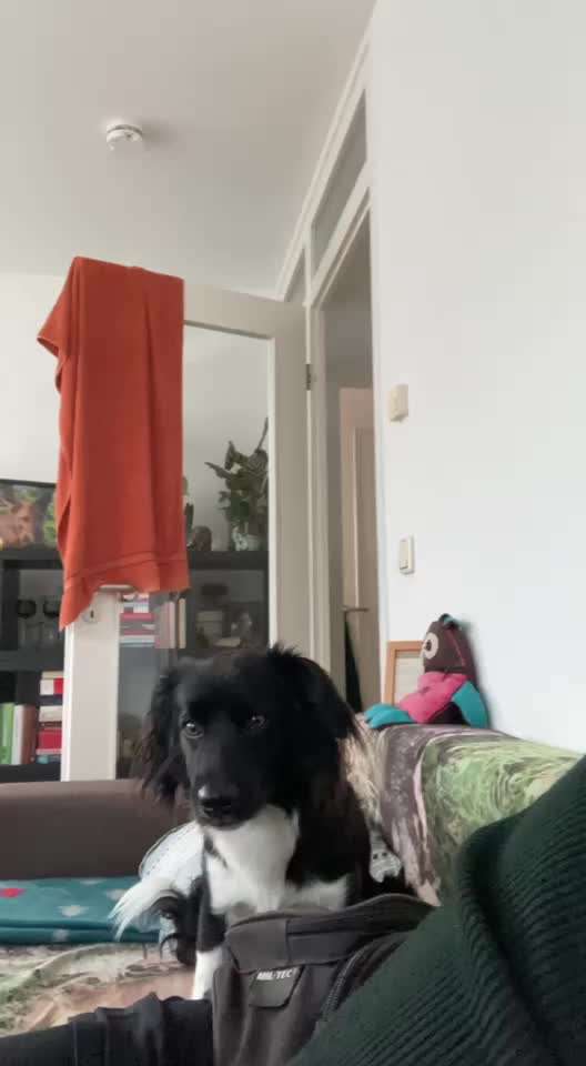 Handy Video Challenge Nr. 39- Bellen u.s.w.-Beitrag-Bild