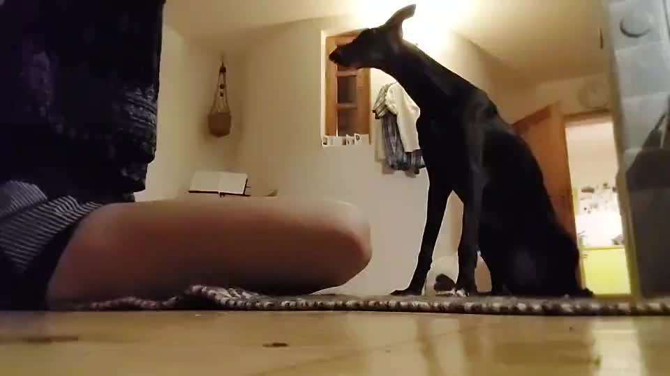57. Gemeinsames Trick Training: High 5 und High 10-Beitrag-Bild