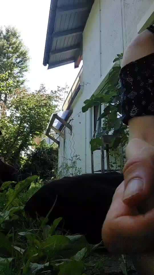 36. Impulskontrollübung-Beitrag-Bild