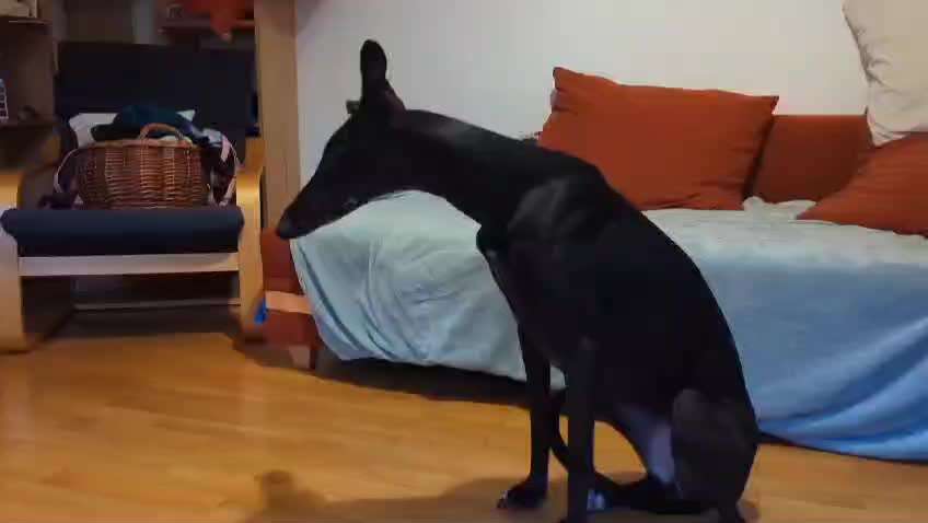 51. Gemeinsames Tricktraining: der Ja-Sager-Beitrag-Bild