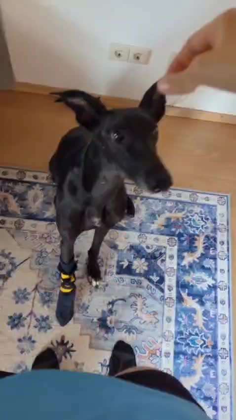 74. Trick-Übung "Leckerli schnappen"-Beitrag-Bild