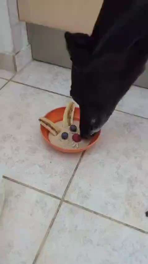 Zeigt her Eure Futternäpfe-Beitrag-Bild