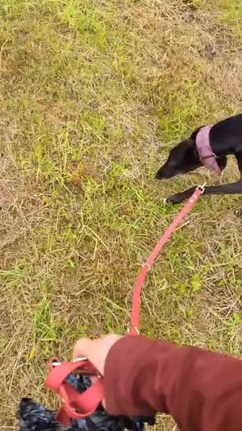 57. Impulskontrollchallenge (Zweiter Anlauf): Tiere beobachten-Beitrag-Bild