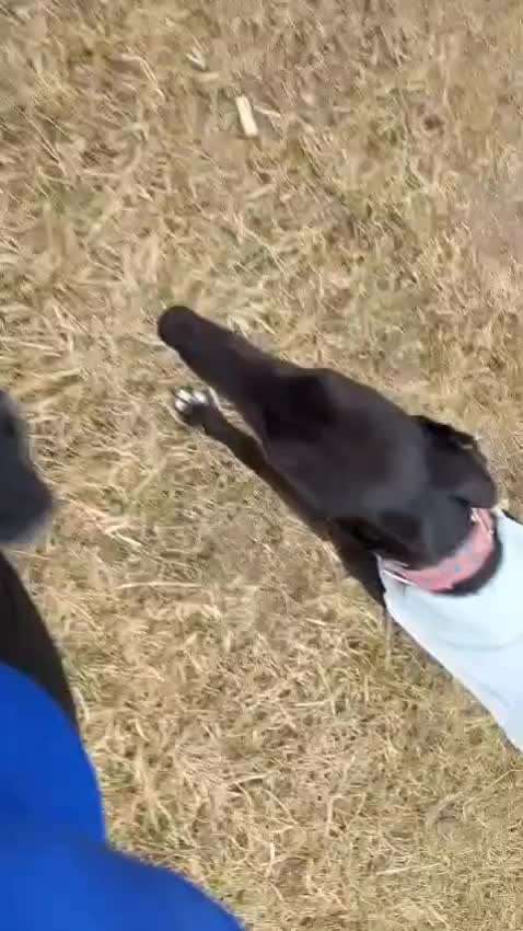 50. Impulskontrolle Übung: Verfolgen-Beitrag-Bild