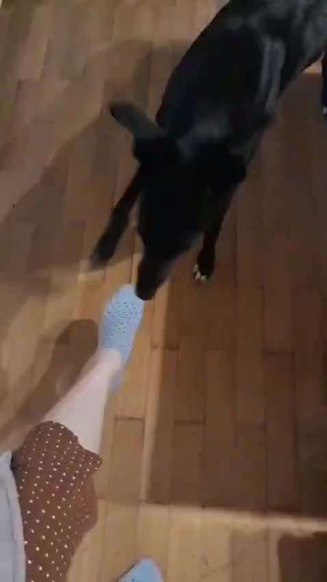 49.Gemeinsames Tricktraining  ,,step dance ,,-Beitrag-Bild