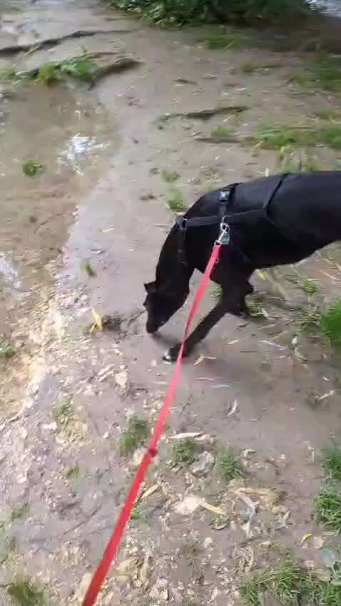 35. Impulskontrollübung "Kontakt mit anderen Tieren"-Beitrag-Bild