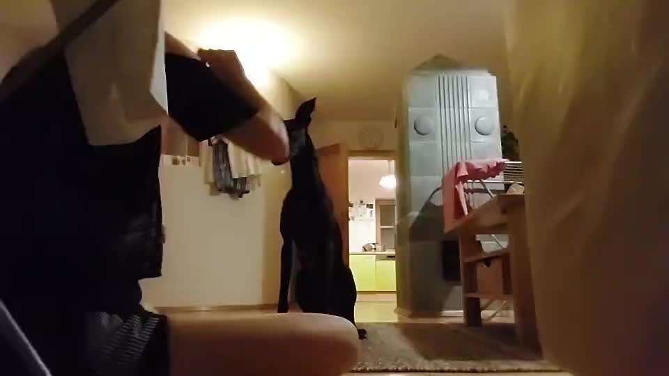 57. Gemeinsames Trick Training: High 5 und High 10-Beitrag-Bild