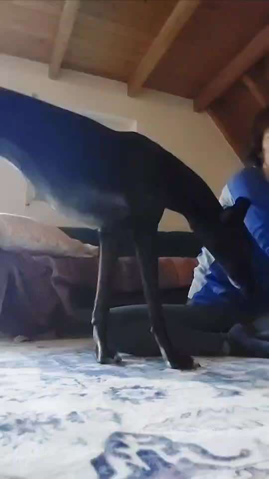 Hund will nicht Platz machen. Habt ihr Tipps?-Beitrag-Bild