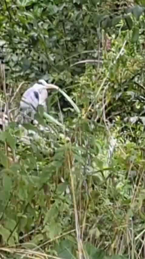 57. Impulskontrollchallenge (Zweiter Anlauf): Tiere beobachten-Beitrag-Bild