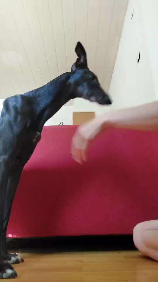 50. Gemeinsames Tricktraining: Wange an einen Gegenstand-Beitrag-Bild