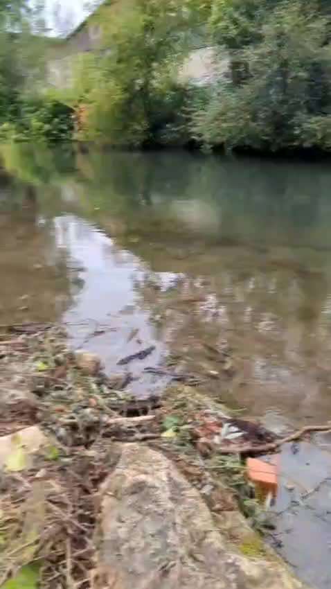 57. Impulskontrollchallenge (Zweiter Anlauf): Tiere beobachten-Beitrag-Bild