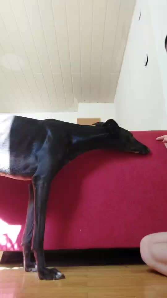 50. Gemeinsames Tricktraining: Wange an einen Gegenstand-Beitrag-Bild