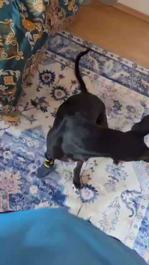 74. Trick-Übung "Leckerli schnappen"-Beitrag-Bild