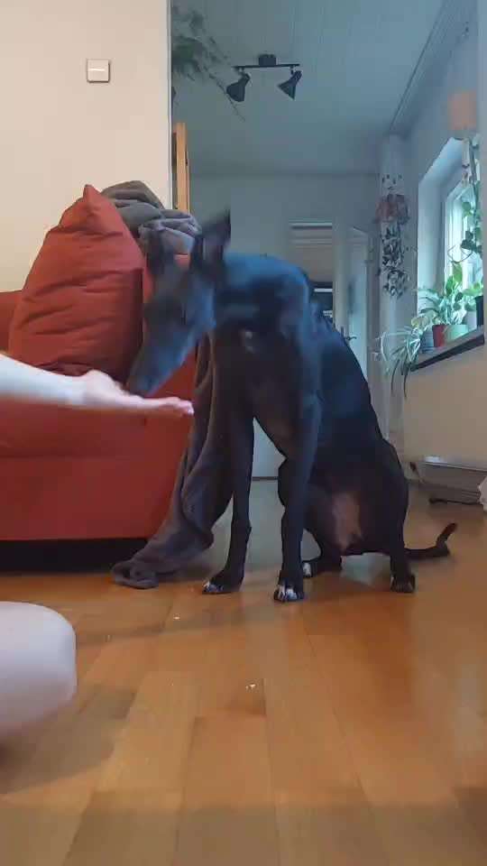 51. Gemeinsames Tricktraining: der Ja-Sager-Beitrag-Bild