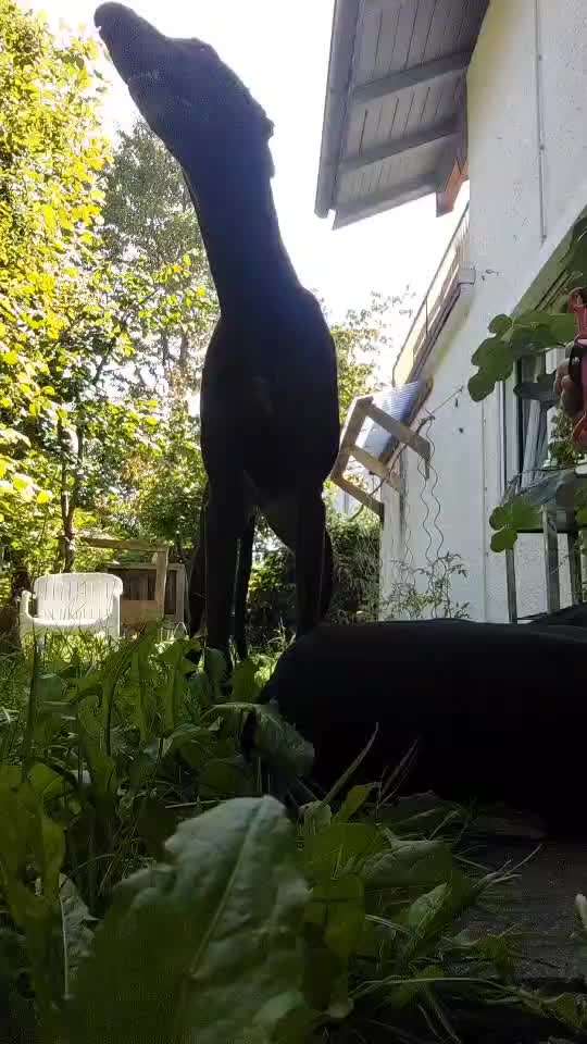 36. Impulskontrollübung-Beitrag-Bild