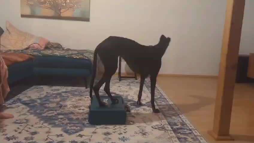 59. Geneinsahmes  Trick Training -Elefantentrick mit den Hinterbeinen fest-Beitrag-Bild