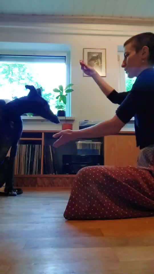 51. Gemeinsames Tricktraining: der Ja-Sager-Beitrag-Bild