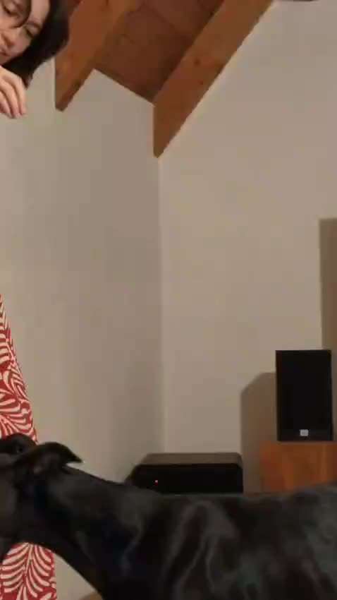 74. Trick-Übung "Leckerli schnappen"-Beitrag-Bild