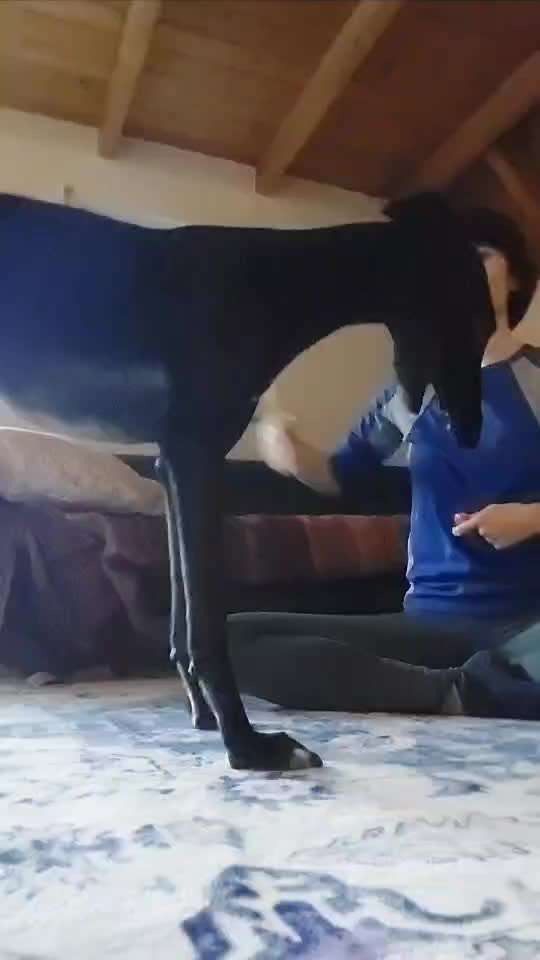 Hund checkt Tricks nicht :D-Beitrag-Bild