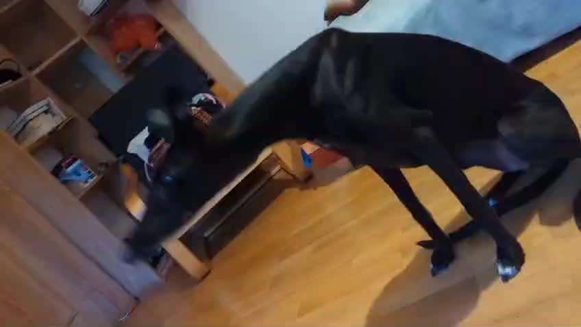 51. Gemeinsames Tricktraining: der Ja-Sager-Beitrag-Bild