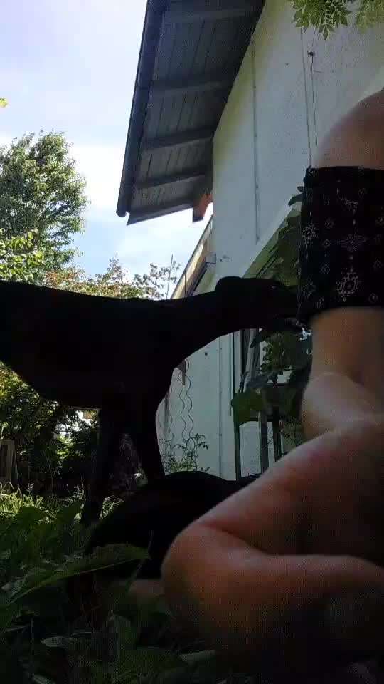 36. Impulskontrollübung-Beitrag-Bild