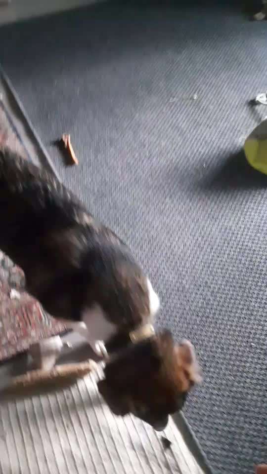 Trickspiel....ich packe meinen 1 Welpen Koffer....-Beitrag-Bild