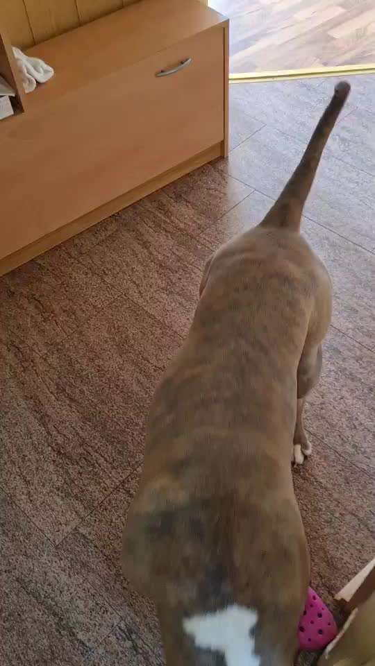 Ist es Angstknurren-Was können wir tun?-Beitrag-Bild