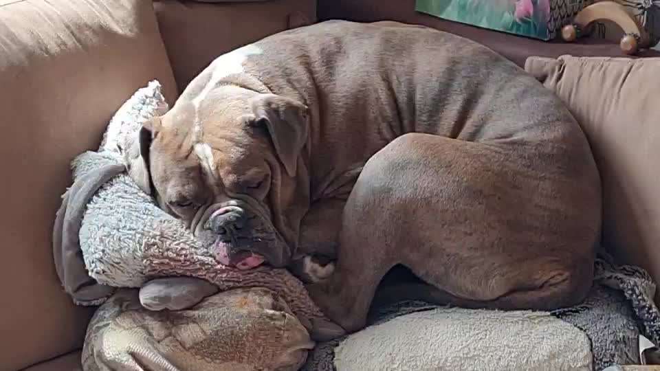 Ist es Angstknurren-Was können wir tun?-Beitrag-Bild