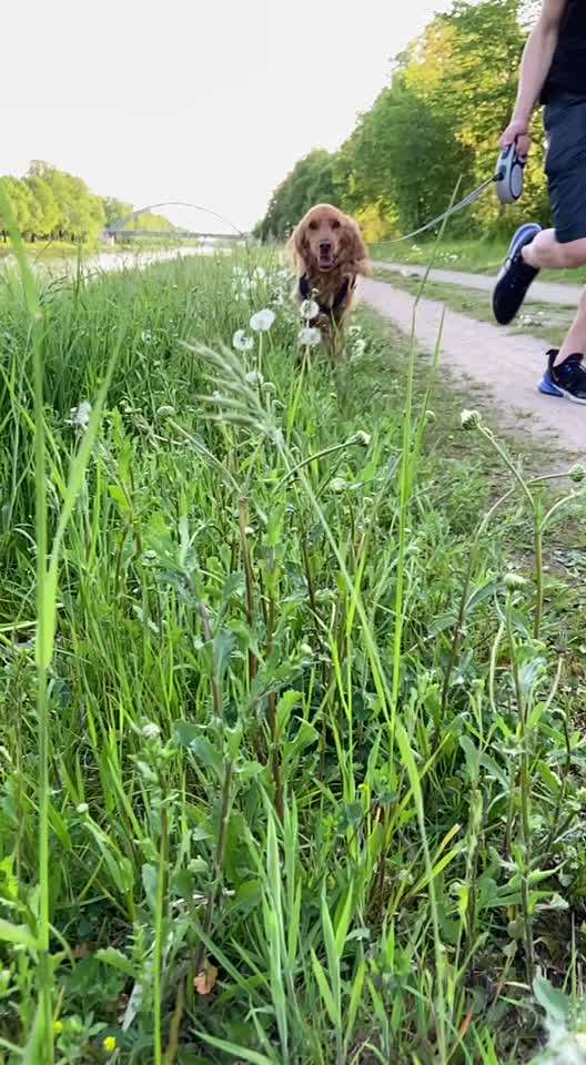 Zeigt hier Euer liebstes Video Eurer Hunde-Beitrag-Bild